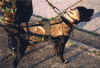 Ranger_01.JPG (153038 bytes)